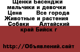 Щенки Басенджи ,мальчики и девочки › Цена ­ 1 - Все города Животные и растения » Собаки   . Алтайский край,Бийск г.